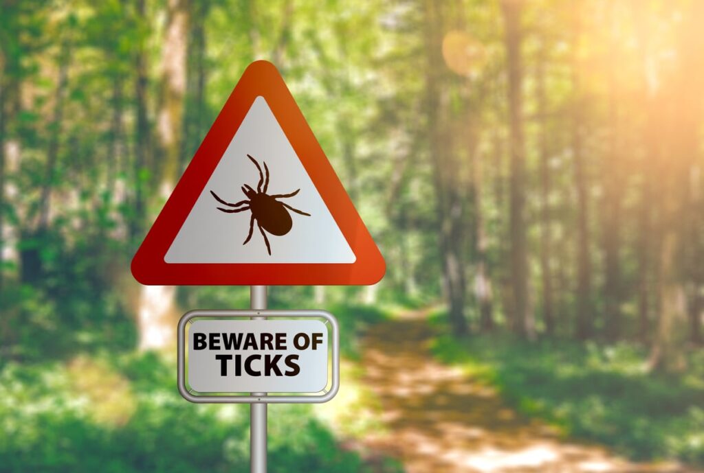 lyme disease