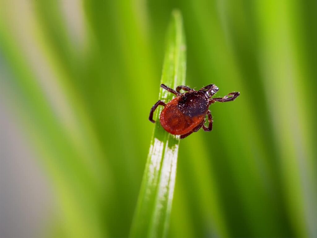 ticks